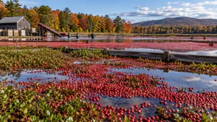 Cranberry Bog Harvest jigsaw puzzle