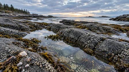 Granite Shore at Low Tide jigsaw puzzle