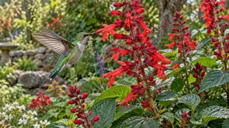 Hummingbird at a Red Salvia jigsaw puzzle