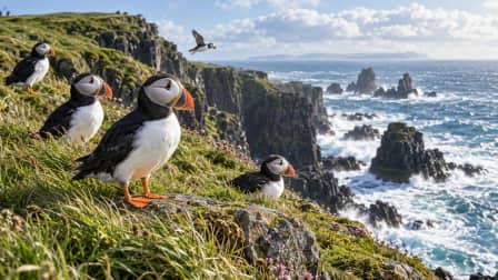Puffins on a Windy Cliff jigsaw puzzle