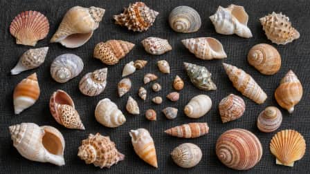 Seashell Spiral Collection jigsaw puzzle