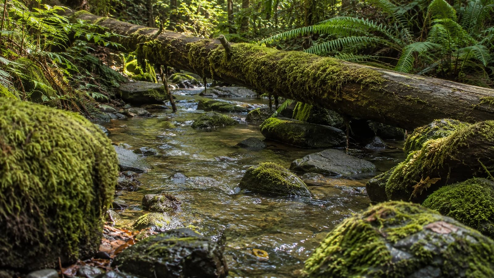 Woodland Stream jigsaw puzzle preview