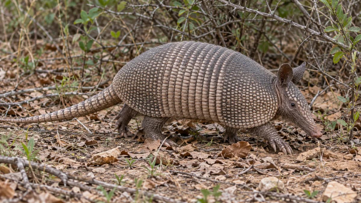 Armadillo Crossing Dry Leaf Litter jigsaw puzzle preview