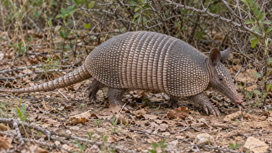 Armadillo Crossing Dry Leaf Litter jigsaw puzzle