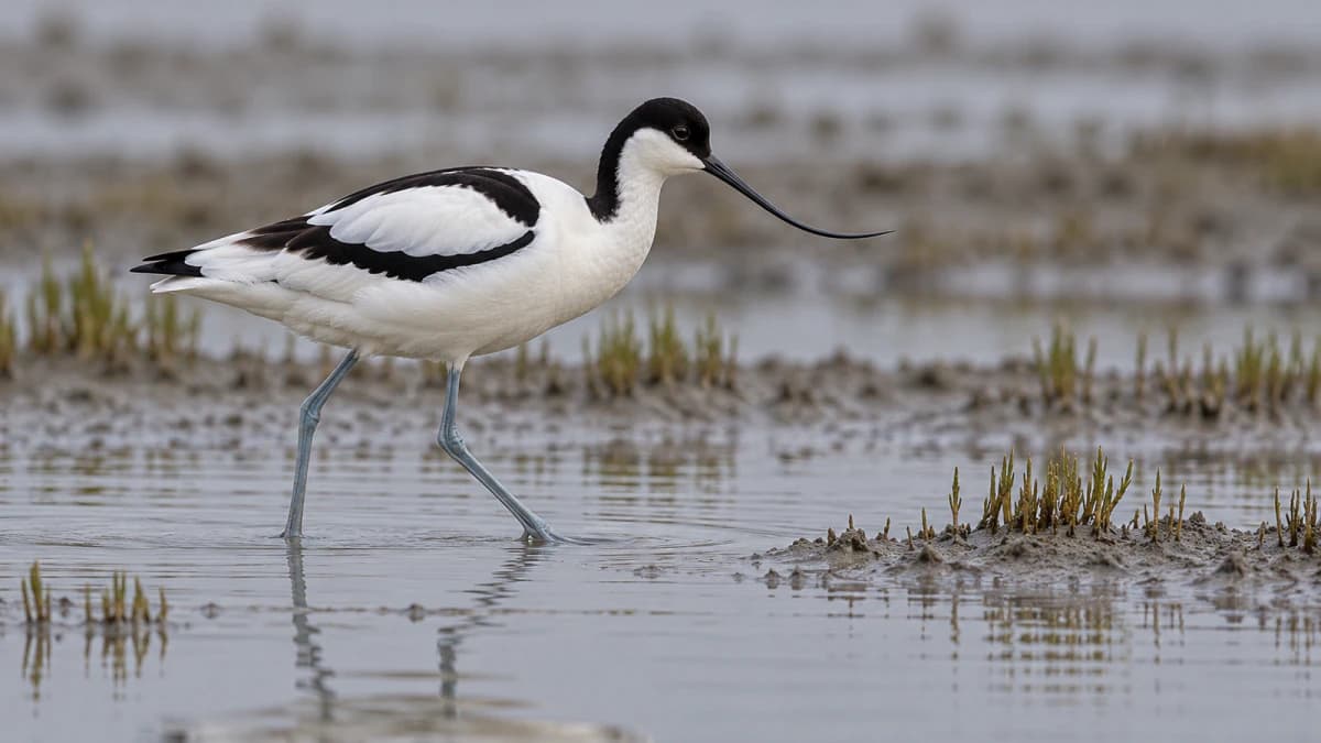 Avocet Wading across a Mudflat jigsaw puzzle preview