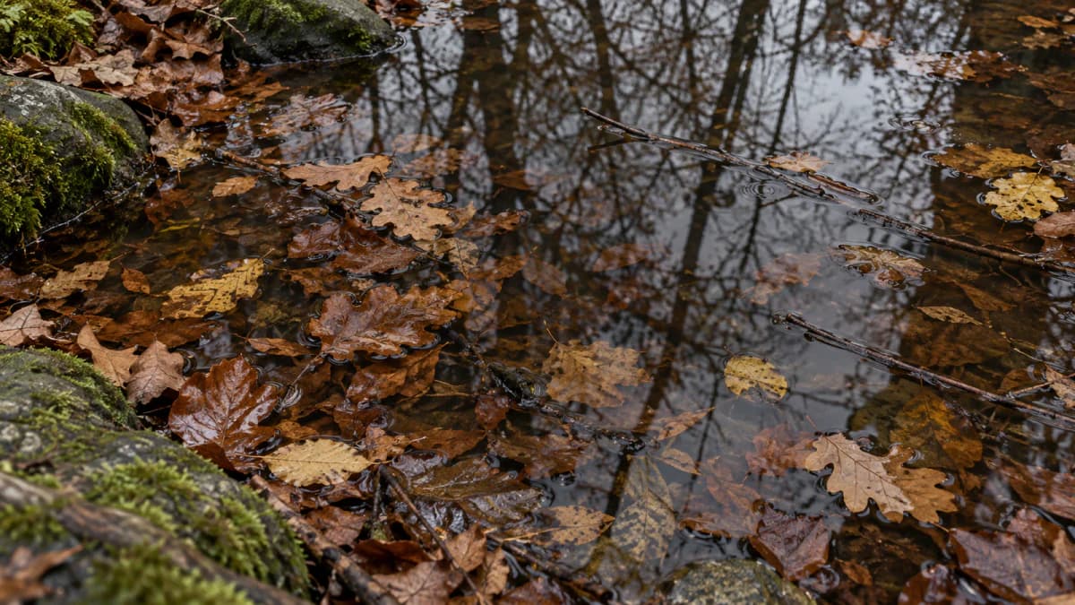 Autumn Leaves Floating in a Woodland Pool jigsaw puzzle preview