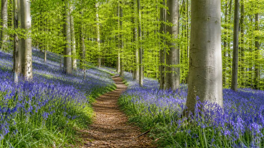 Bluebell Woods in Spring jigsaw puzzle preview