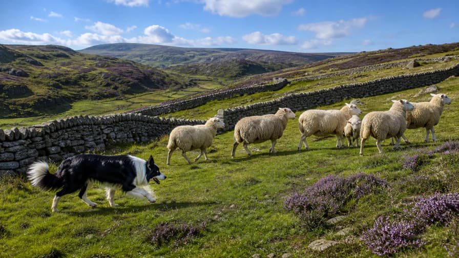 Border Collie Herding Sheep jigsaw puzzle preview