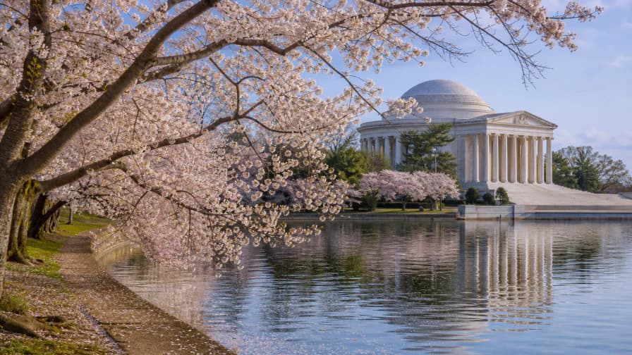 Cherry Blossoms in Washington jigsaw puzzle preview