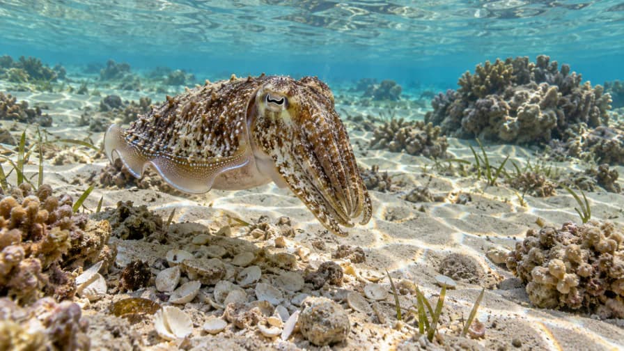 Cuttlefish over a Sandy Reef jigsaw puzzle preview