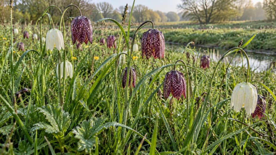 Fritillaries in a Meadow Hollow jigsaw puzzle preview