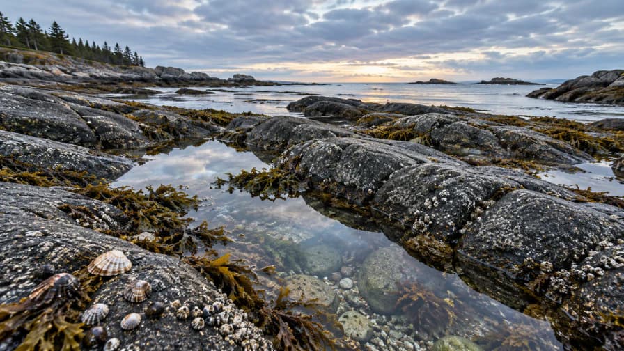 Granite Shore at Low Tide jigsaw puzzle preview