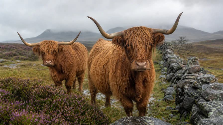 Highland Cows in the Rain jigsaw puzzle preview