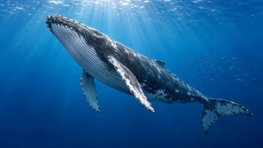 Humpback Whale beneath Sunbeams jigsaw puzzle