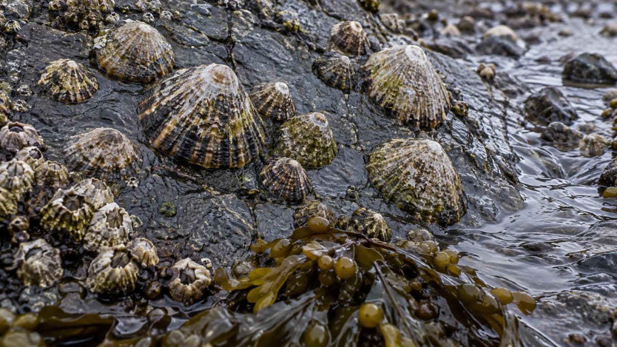 Limpets on a Wet Slate Shore jigsaw puzzle preview