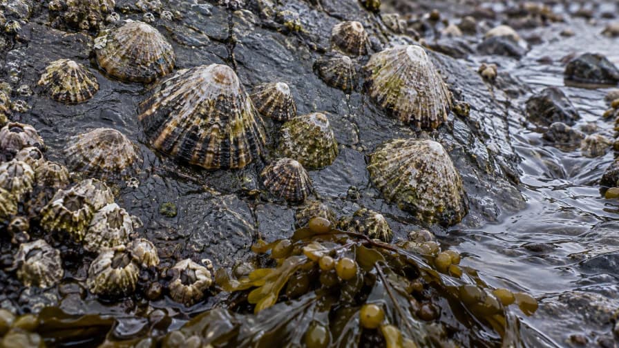 Limpets on a Wet Slate Shore jigsaw puzzle