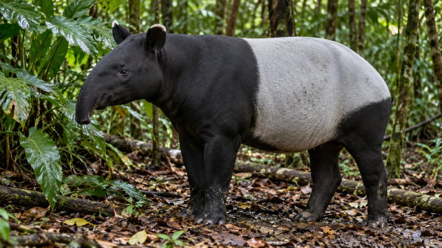 Malayan Tapir in Forest Shade jigsaw puzzle