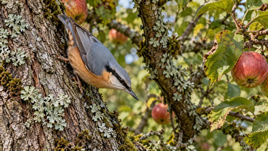 Nuthatch on an Old Apple Tree jigsaw puzzle preview