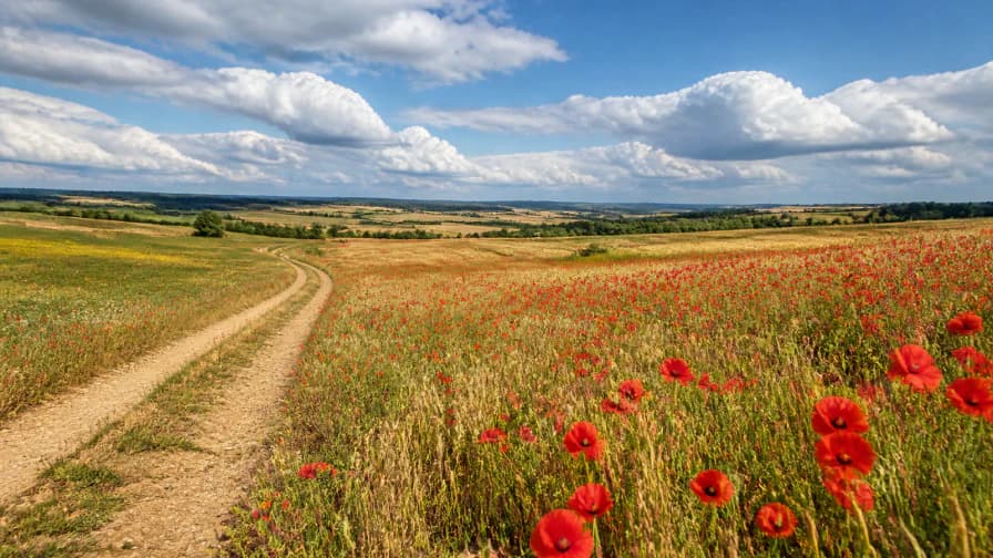 Poppy Field under Summer Clouds jigsaw puzzle preview