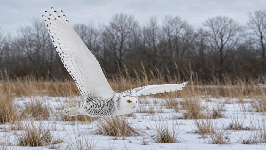 A snowy owl flying low above a winter field with its wings spread.