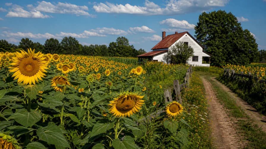 Sunflower Farm jigsaw puzzle preview