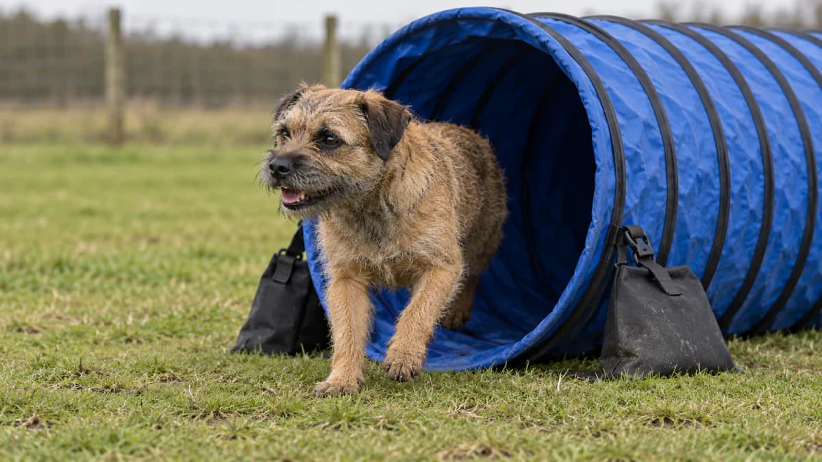 Terrier Leaving an Agility Tunnel jigsaw puzzle preview