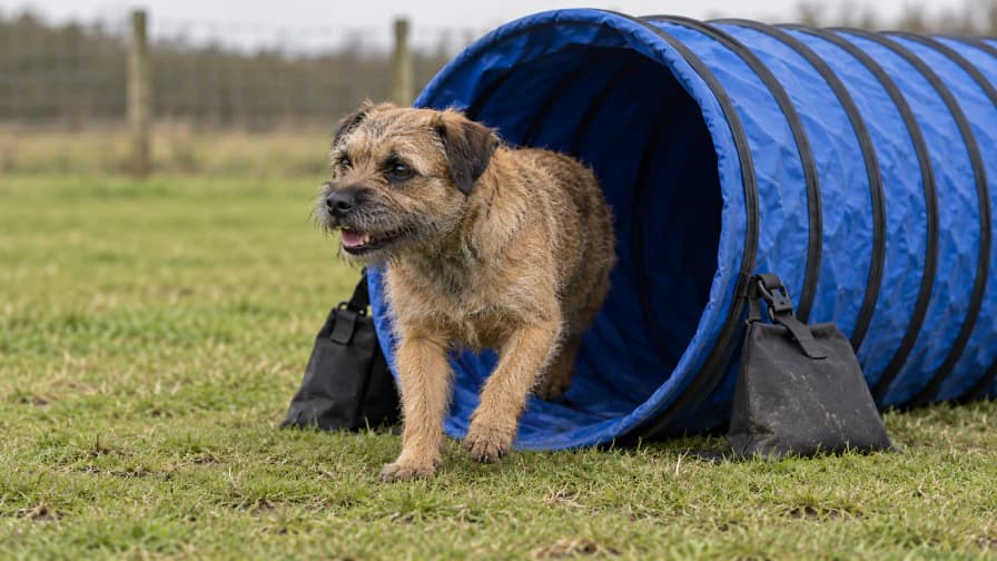 Terrier Leaving an Agility Tunnel jigsaw puzzle