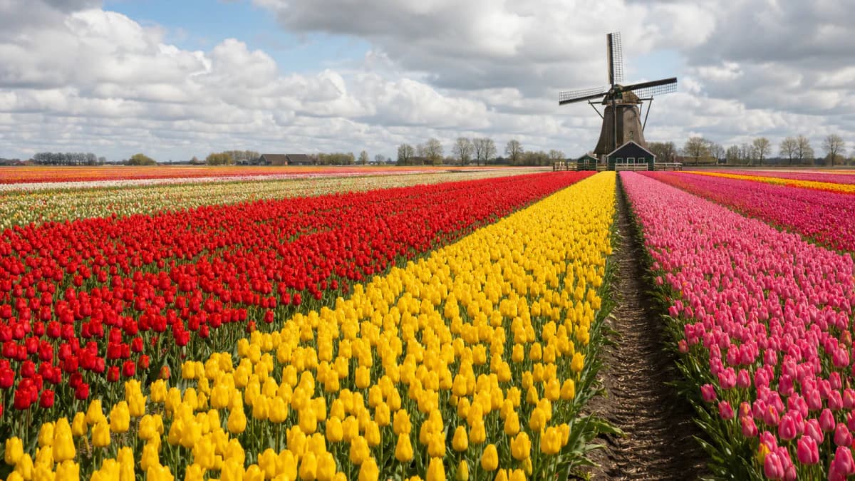 Tulip Fields in Spring jigsaw puzzle preview