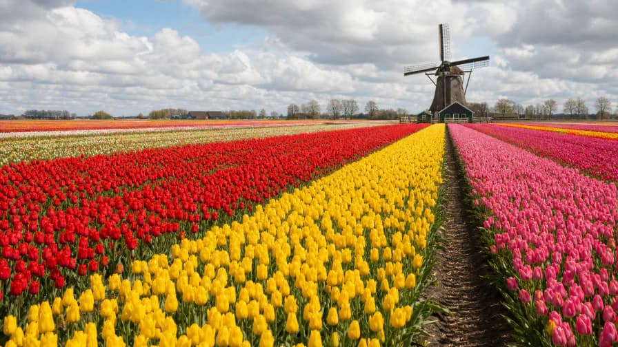 Tulip Fields in Spring jigsaw puzzle preview