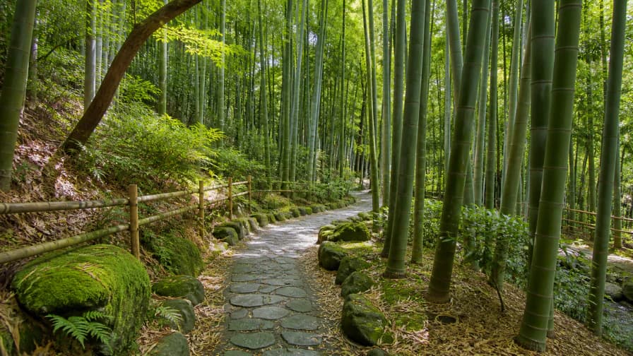 Bamboo Forest Path jigsaw puzzle preview