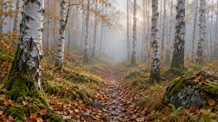 Birch Forest in Morning Mist jigsaw puzzle