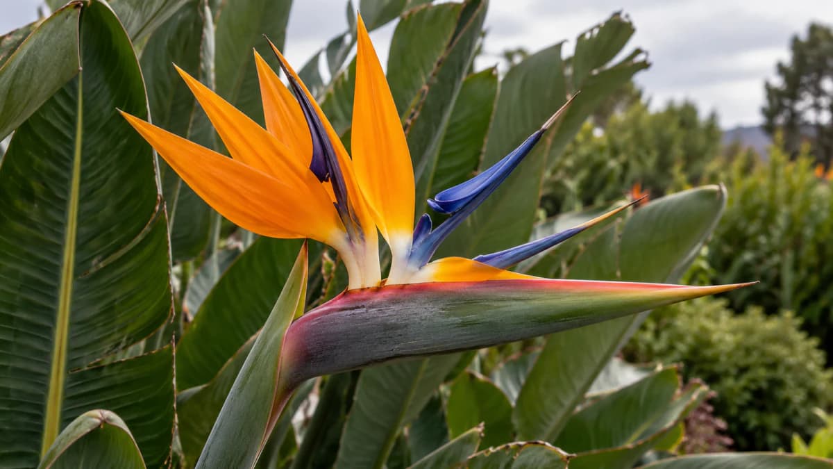 Bird of Paradise Flower among Broad Leaves jigsaw puzzle preview