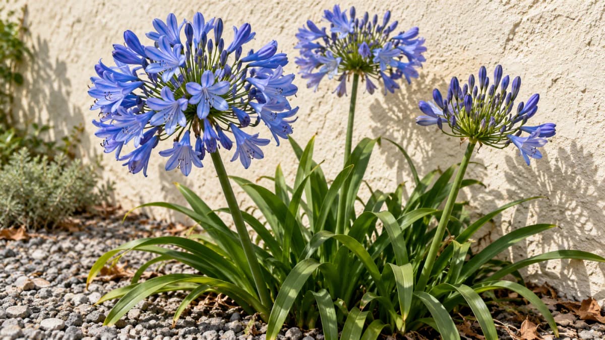 Blue Agapanthus beside a Plaster Wall jigsaw puzzle preview