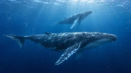 Blue Whales in Open Water jigsaw puzzle