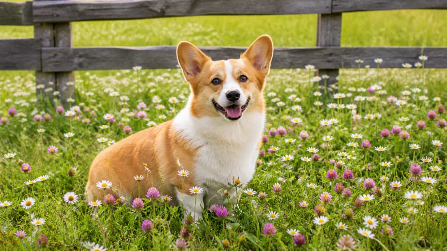 Corgi in a Flower Meadow jigsaw puzzle preview