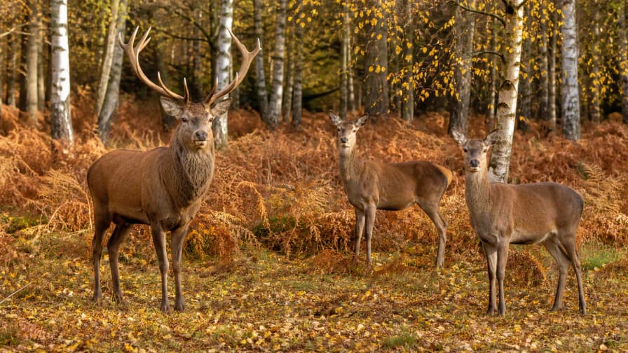 Deer in an Autumn Clearing jigsaw puzzle preview