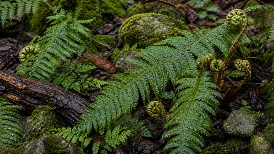 Ferns after the Rain jigsaw puzzle preview