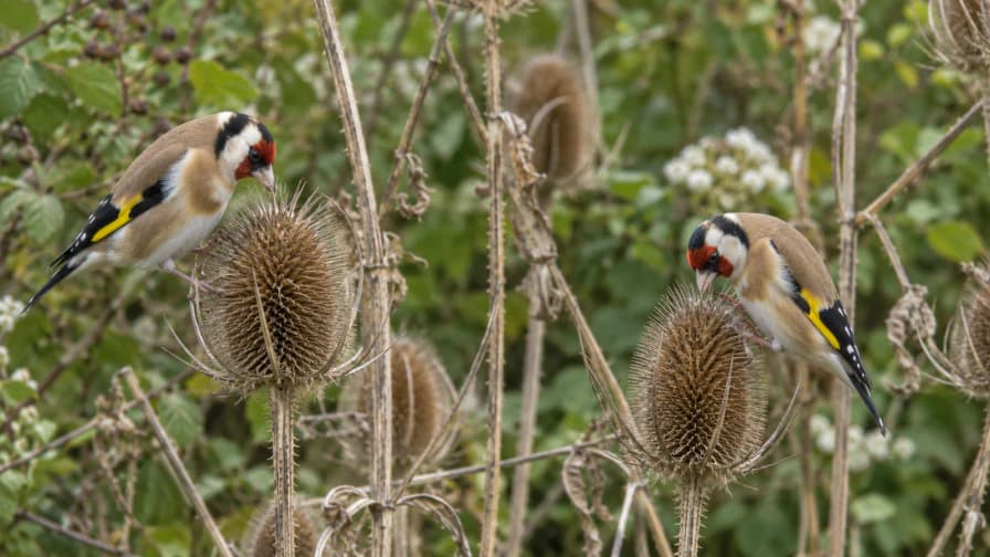 Goldfinches among Teasel Heads jigsaw puzzle preview