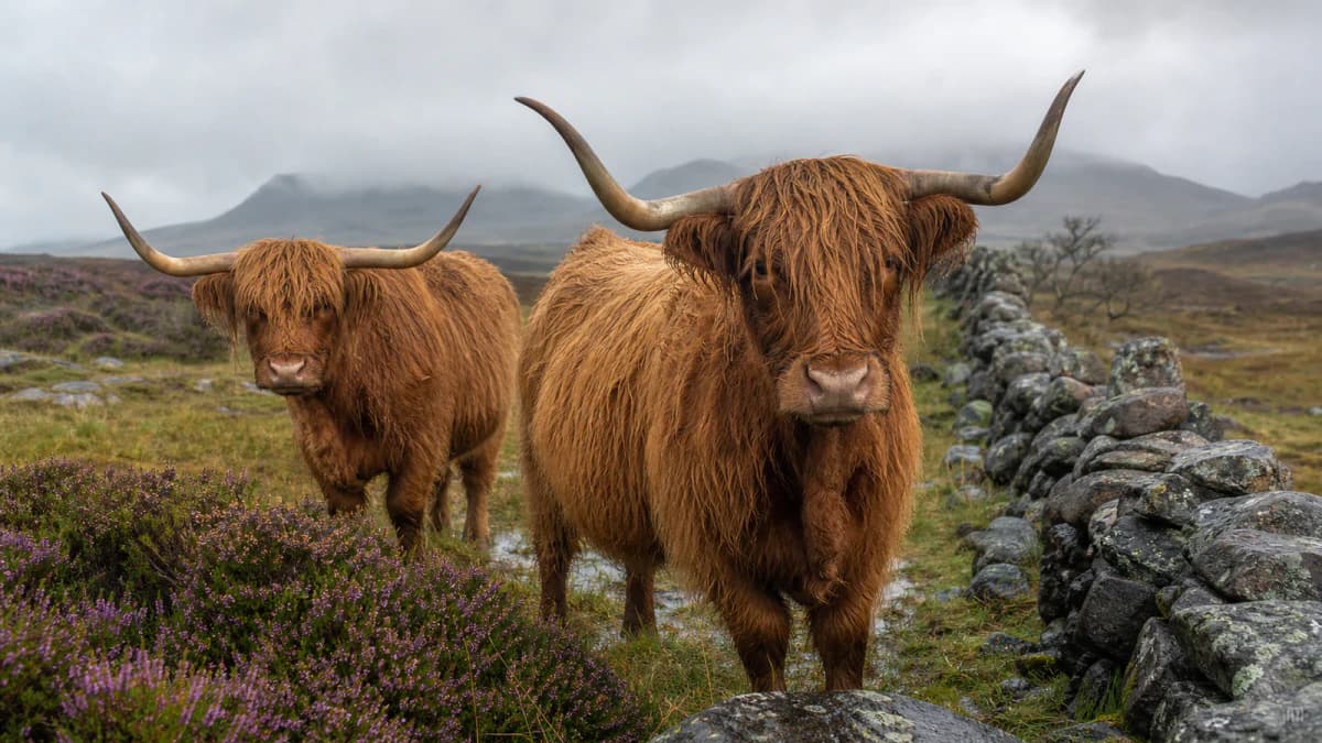 Highland Cows in the Rain jigsaw puzzle preview