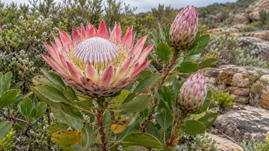 King Protea among Sandstone Rocks jigsaw puzzle