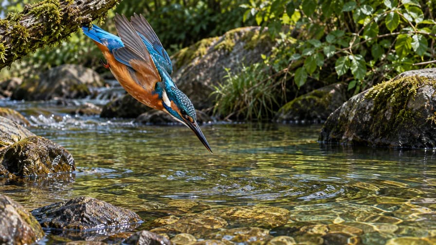 Kingfisher Diving above a River jigsaw puzzle preview