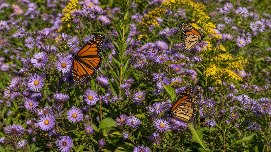 Monarchs in the Wildflowers jigsaw puzzle preview