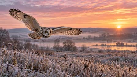 Owl Flying over a Frosty Meadow jigsaw puzzle