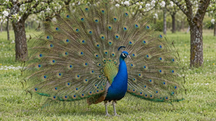 Peacock Displaying in a Spring Orchard jigsaw puzzle