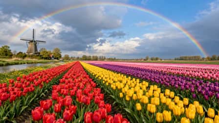 Rainbow over Tulip Fields jigsaw puzzle