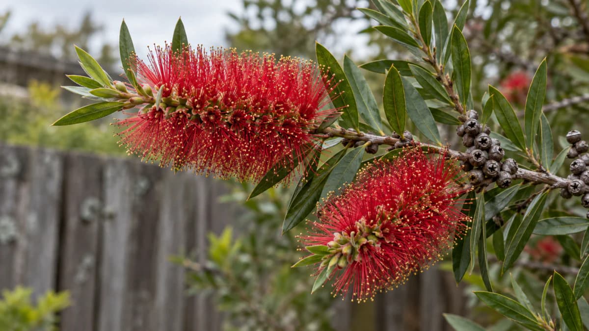 Red Bottlebrush Flowers beside a Fence jigsaw puzzle preview