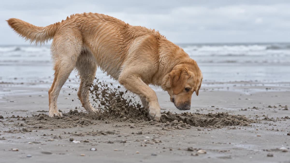 Retriever Digging in Wet Beach Sand jigsaw puzzle preview