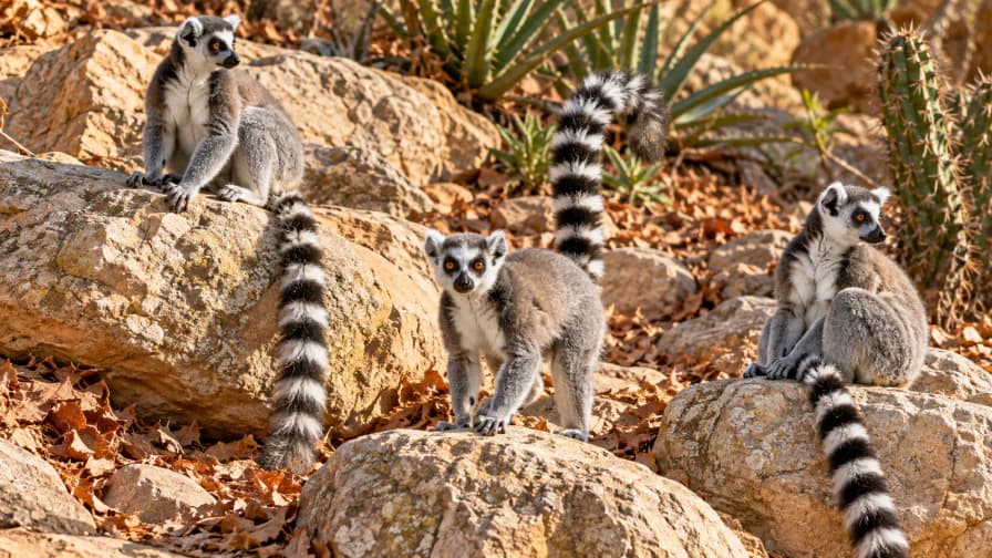 Ring-Tailed Lemurs on Sunlit Rocks jigsaw puzzle preview