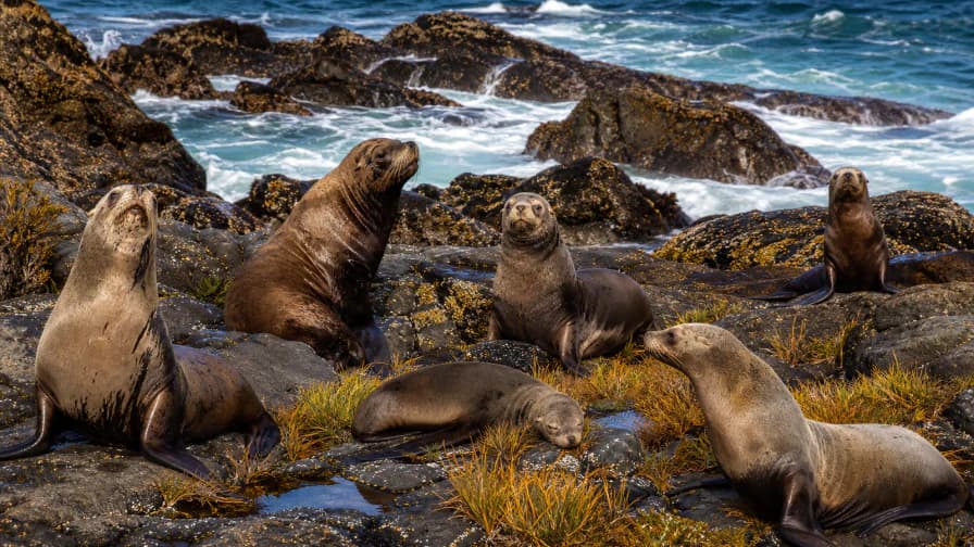 Sea Lions on a Rocky Shore jigsaw puzzle preview