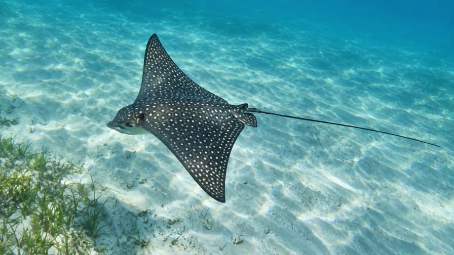 Spotted Ray over Rippled Sand jigsaw puzzle preview